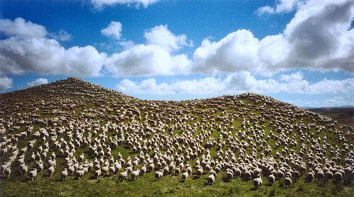 We Aren't All Sheep