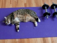 Exercise kitty