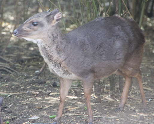 blue duiker