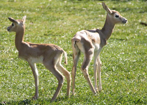 baby antelope