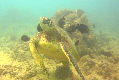 adventure vacation ideas scuba honolulu