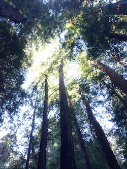 Muir Woods