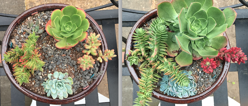 before-after-planting